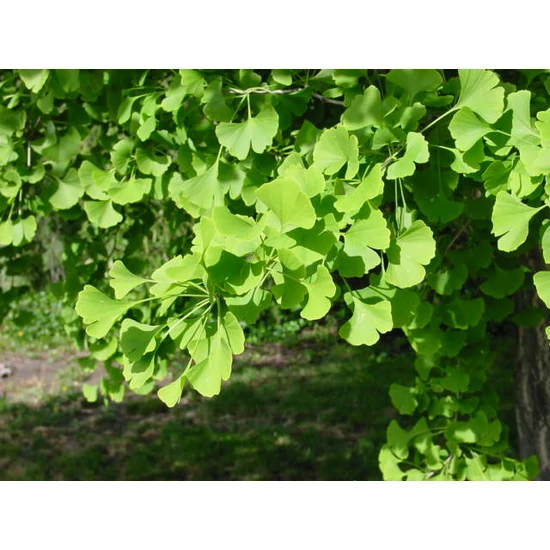 Gömb páfrányfenyő   GINKGO BILOBA GLOBOSA T150 6/8 K18