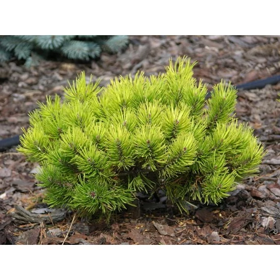 Arany törpefenyő   PINUS MUGO OPHIR 40/50 K20