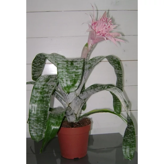 Csíkolt lándzsarózsa AECHMEA FASCIATA PRIMERA CS15
