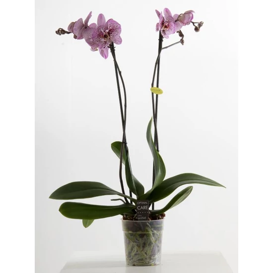 Lepkeorchidea