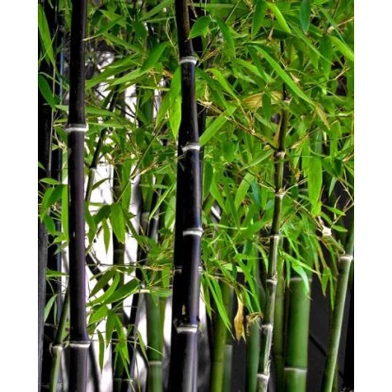 Fekete bambusz   PHYLLOSTACHYS NIGRA 200/250 K35