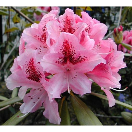 Havasszépe RHODODENDRON NANCY EVANS K5