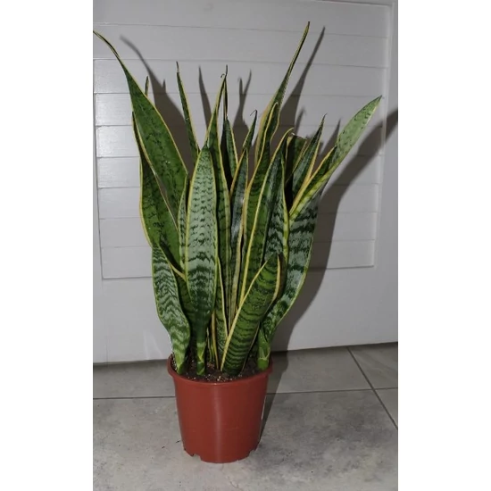 Anyósnyelv SANSEVIERIA TRIFASCIATA LAURENTII CS17