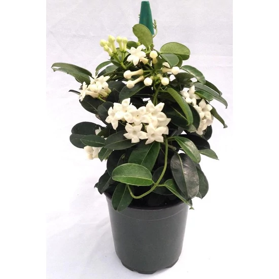 Koszorúfutóka STEPHANOTIS FLORIBUNDA 7 VIRÁG CS12