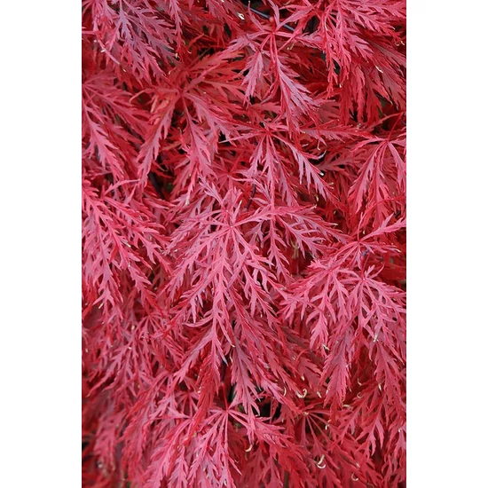 Szeldeltlevelű japán juhar  ACER PALMATUM DISSECTUM 40/50 K5