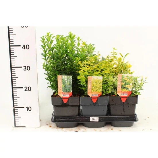 Repkény kecskerágó EUONYMUS FORTUNEI HARLEQUIN 20/25 CS17