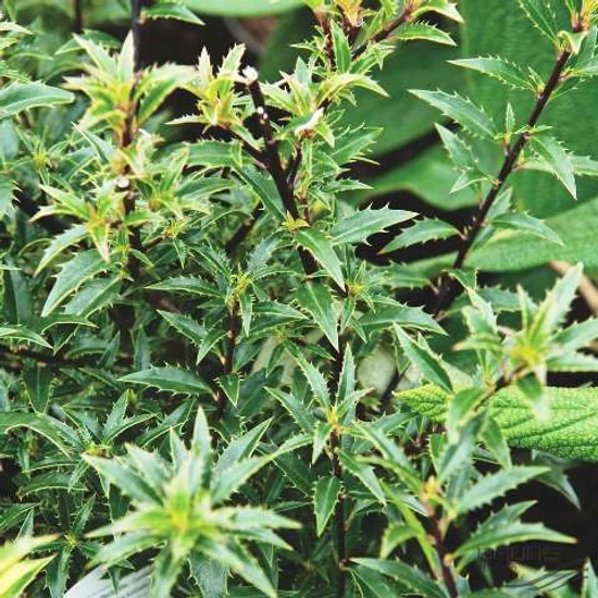 Mirtusz levelű magyal  ILEX AQUIFOLIUM MYRTIFOLIA 20/25 K2