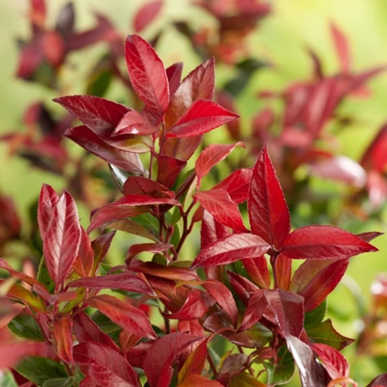 Fürtös hanga   LEUCOTHOE SCARLETTA ZEBLID 20/25 CS17