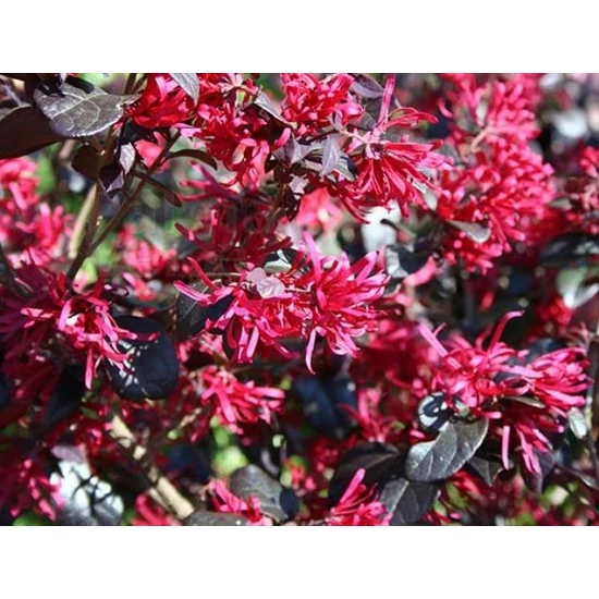 Kínai rojtosvirág   LOROPETALUM CHINENSE RUBRUM 30/35 CS20