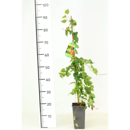 Repkény vadszőlő   PARTHENOCISSUS TRICUSPIDATA VEITCHII 80CM CS11
