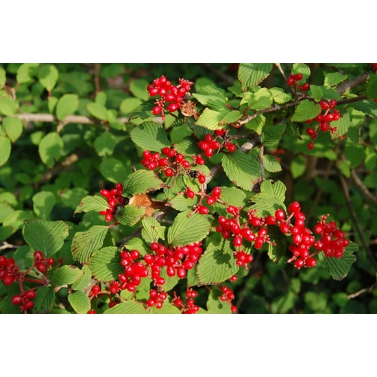 Redős bangita VIBURNUM PLICATUM MARIESII 40/60 K5