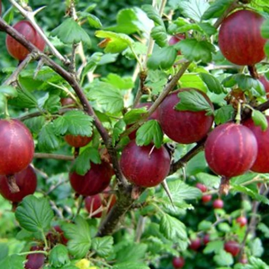 Köszméte RIBES UVA-CRISPA NIESLUCHOWSKI 40/60 K3