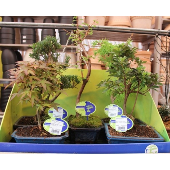 Kínai tiszafa- bonsai  PODOCARPUS CHINENSIS BONSAI 30/35 CS20