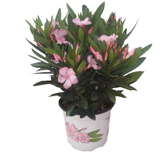 Leander   NERIUM OLEANDER 40/50 K2