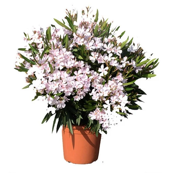 Leander   NERIUM OLEANDER 80/100 K12