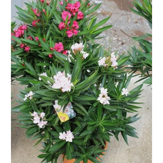 Leander   NERIUM OLEANDER 120/140 K42