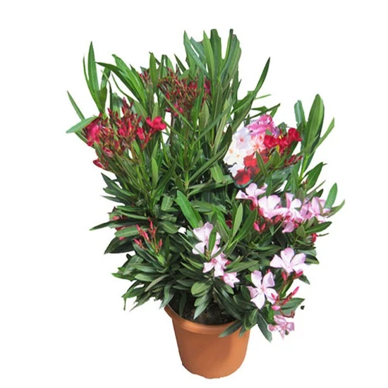 Leander   NERIUM OLEANDER TRICOLOR 60/80 K7