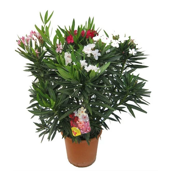 Leander   NERIUM OLEANDER TRICOLOR 80/100 K12