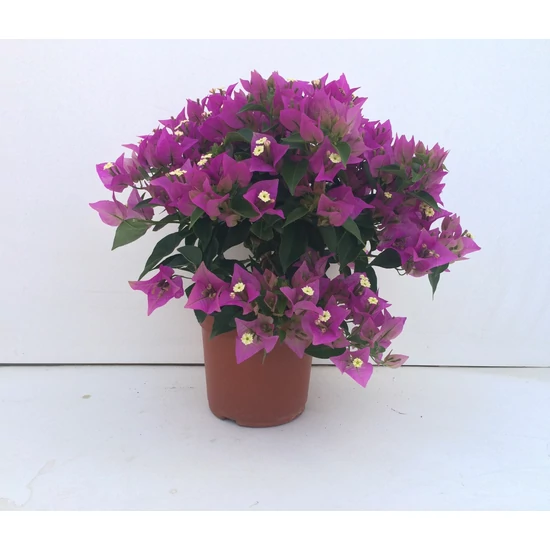 Murvafürt   BOUGAINVILLEA BOKOR 25/30 K1,5