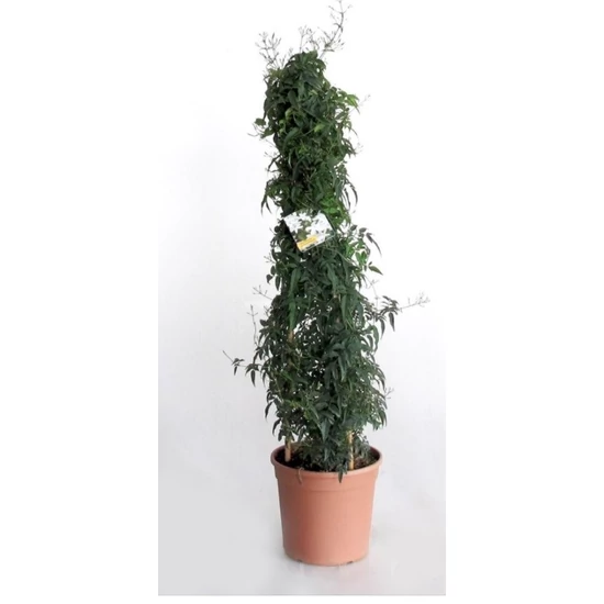 Jásmin   JASMINUM OFFICINALIS (GELSOMINO) PIRAMIS 70/80 K3