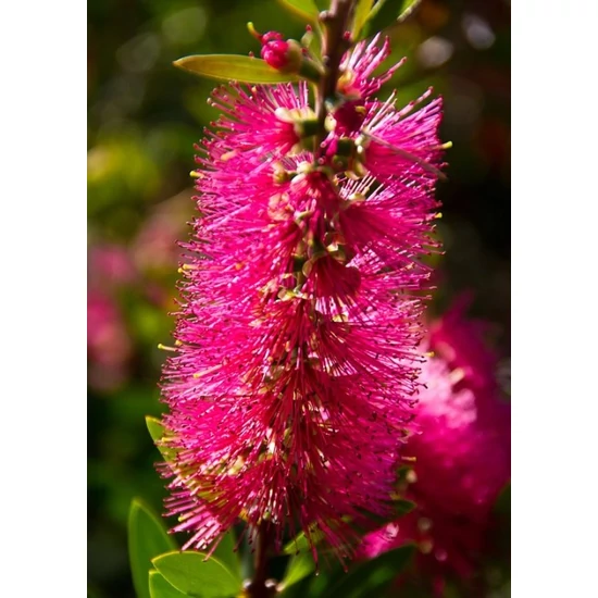 Kefevirág CALLISTEMON CITRINUS SPLENDENS GÖMB 75CM K30