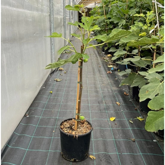 Füge Ficus carica
