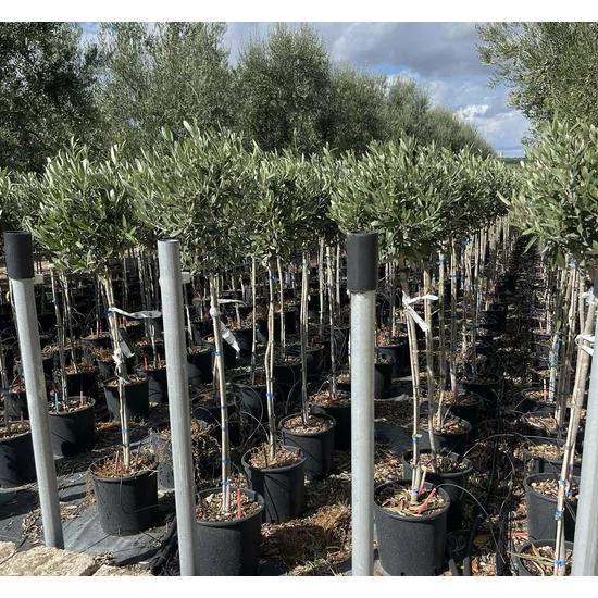 Olajfa OLEA EUROPAEA T1/2 K10