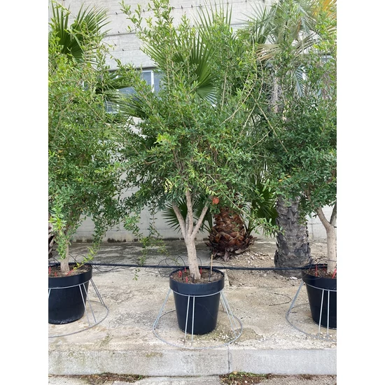 Termő gránátalma PUNICA GRANATUM T1/2 DUPLA VIRÁGÚ ÉS TERMŐ K30