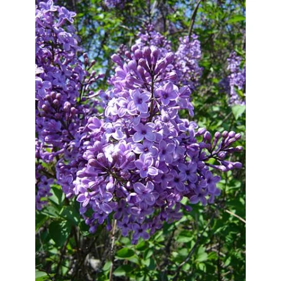Közönséges orgona   SYRINGA VULGARIS T95 K7