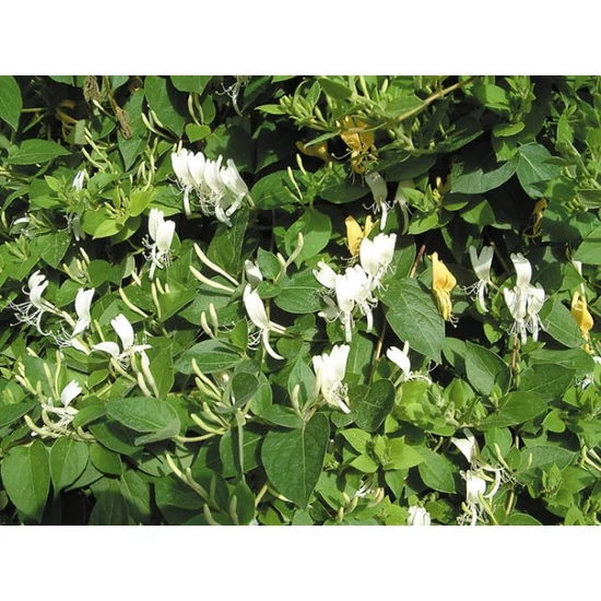 Japán lonc LONICERA JAPONICA HALLIANA 60/80 K3