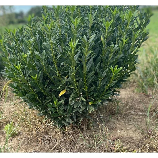 Babérmeggy PRUNUS LAUROCERASUS GAJO 40/60*