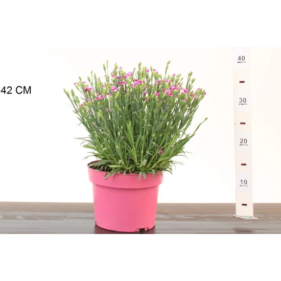 Kerti szegfű DIANTHUS CARYOPHYLLUS PINK KISSES CS19