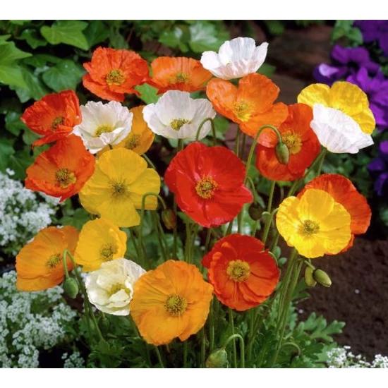 Izlandi díszmák GARTENZWERG 20/30CM CS13  