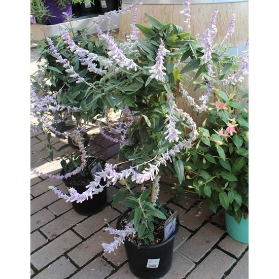 Mexikói zsálya LEUCANTHA T90CM CS21  