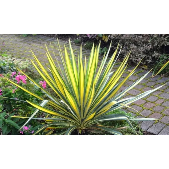 Fürtös pálmaliliom   YUCCA FILAMENTOSA COLOR GUARD 25/30 K3