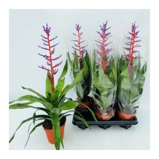 Csíkolt lándzsarózsa AECHMEA BLUE RAIN CS15