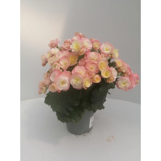 Begónia BEGONIA CS12