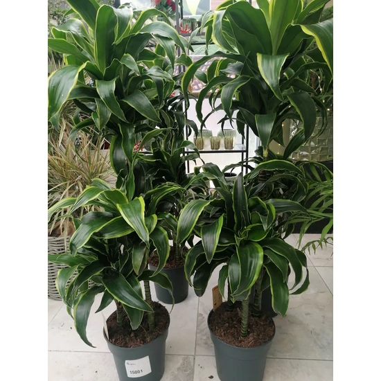 Dracéna DRACAENA 3 TÖRZSÖN (90/60/30CM)