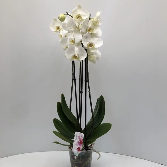 Lepkeorchidea PHALAENOPSIS 3 ÁGAS CS12