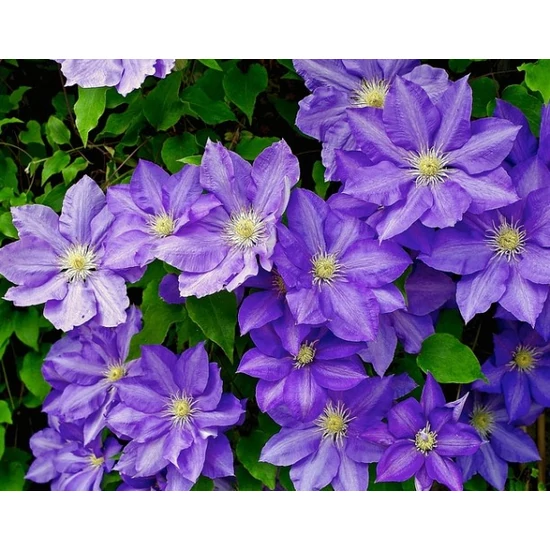 Iszalag    CLEMATIS IN SORTEN 60CM CS14