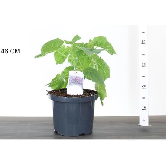 Nagylevelű császárfa   PAULOWNIA TOMENTOSA K5