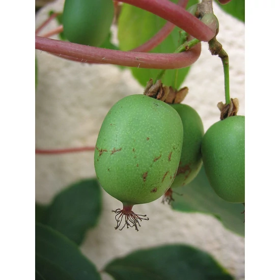 Japán kivi Actinidia arguta
