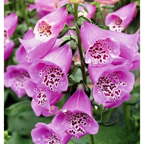 Gyűszűvirág DIGITALIS FAJTÁK CS19