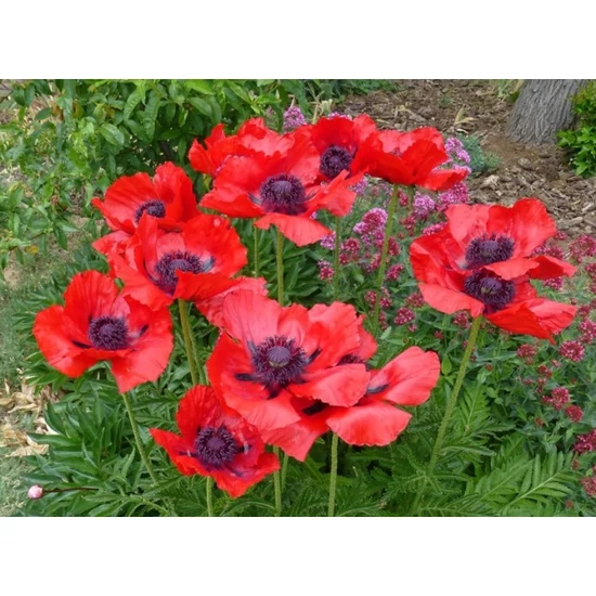 Keleti díszpipacs PAPAVER ORIENTALE  CS12