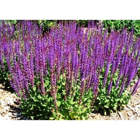 Ligeti zsálya SALVIA NEMOROSA DARK MATER CS14