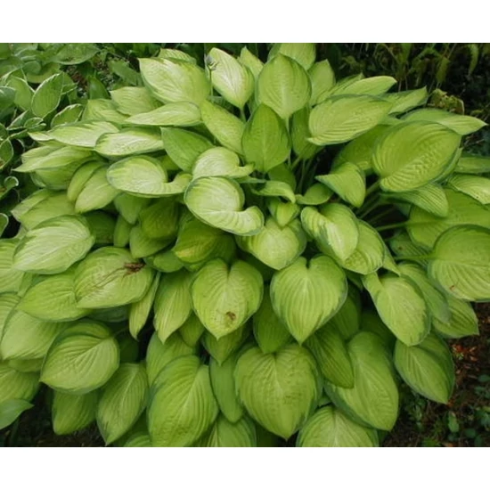 Árnyékliliom HOSTA LIBERTY K1,5