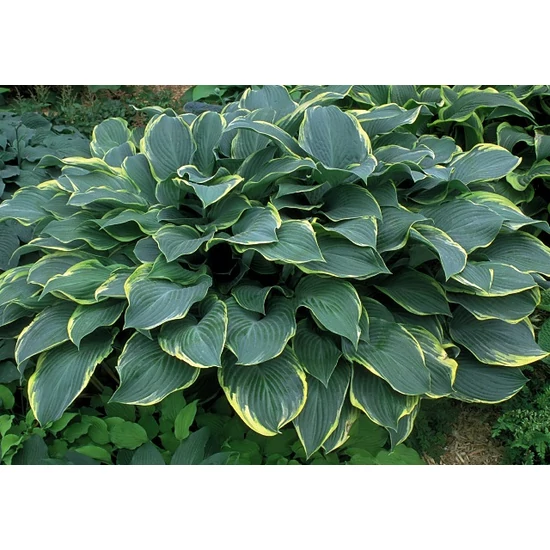 Árnyékliliom HOSTA REGAL SPLENDOR K1,5
