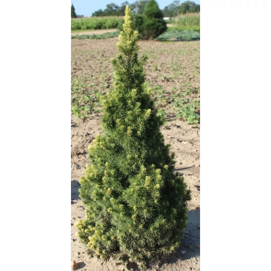 Sárga cukorsüvegfenyő PICEA GLAUCA RAINBOW'S END 40/60*