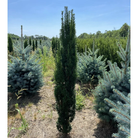 Oszlopos tiszafa TAXUS BACCATA FASTIGIATA ROBUSTA 100/125*