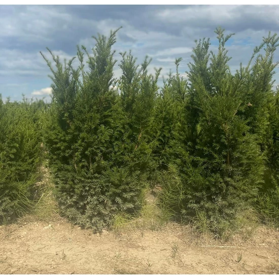 Oszlopos tiszafa TAXUS MEDIA GROENLAND 100/125*
